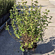 Syringa meyeri 'Palibin' 60-80 cm 10L
