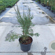 Tamarix tetrandra 80-100 cm 10L