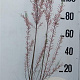 Tamarix tetrandra 80-100 cm 10L