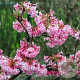 Viburnum bodn. 'Charles Lamont' 60-80 cm 10L