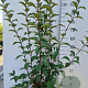 Viburnum bodn. 'Charles Lamont' 80-100 cm 10L