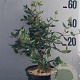 Viburnum burkwoodii 60-80 cm 10L