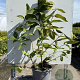 Viburnum plic. 'Mariesii' 30-40 cm 3,0L