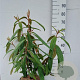 Viburnum rhytidophyllum 60-80 cm 10L