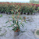 Viburnum rhytidophyllum 60-80 cm 10L