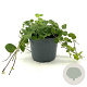 Vinca major GM 2,0L