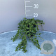 Vinca minor GM 2,0L