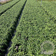 Vinca minor GM 2,0L