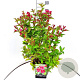 Weigela 'Bristol Ruby' 80-100 cm 10L