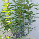 Weigela 'Rosea' 80-100 cm 10L