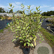 Cornus alba 'Elegantissima' 80-100 cm 10L