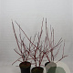 Cornus alba 'Sibirica' 80-100 cm 7,5L