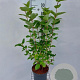 Cornus alba 'Sibirica' 80-100 cm 7,5L