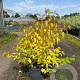 Cornus sang. 'Midwinter Fire' 60-80 cm 10L