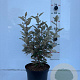 Elaeagnus ebb. 'Compacta' 40-60 cm 5,0L
