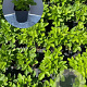 Fragaria vesca GM 2,0L