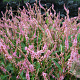 Persicaria a. 'Pink Elephant' GM P9