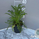 Achillea m. 'Cerise Queen' GM 2,0L