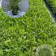 Achillea m. 'Cerise Queen' GM 2,0L