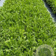 Achillea m. 'Cerise Queen' GM 2,0L