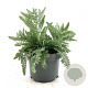 Achillea 'Moonshine' GM 2,0L