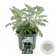 Artemisia 'Powis Castle' GM 2,0L