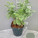 Artemisia 'Powis Castle' GM 2,0L