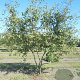 Amelanchier lamarckii 150-175 cm draadkluit solitair rose