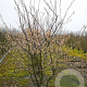 Amelanchier lamarckii 175-200 cm draadkluit