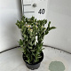 Aster ageratoides 'Starshine' GM 2,0L