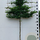 Carpinus betulus 16-18 cm 45L 150 cm stam lei 150x150