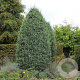 Cupressus ariz. 'Glauca' 80-100 cm 5,0L