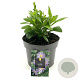 Aster frikartii 'Mönch' GM 2,0L