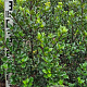Ilex meserv. 'Blue Prince' 80-100 cm met kluit