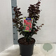 Lagerstroemia i. Rhapsody in Blue 30-40 cm 5,0L