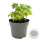 Astrantia 'Buckland' GM 2,0L