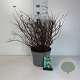 Spiraea betulifolia 'Tor' 50-60 cm 10L