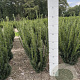 Taxus media 'Hillii' 50-60 cm met kluit