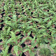 Athyrium filix-femina GM 2,0L