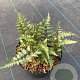 Athyrium niponicum pictum GM 2,0L