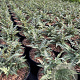 Athyrium niponicum pictum GM 2,0L