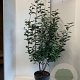 Elaeagnus ebbingei 100-125 cm 10L