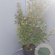 Elaeagnus ebbingei 100-125 cm 10L