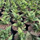 Athyrium otophorum 'Okanum' GM 2,0L