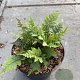 Athyrium otophorum 'Okanum' GM 2,0L