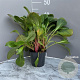 Bergenia 'Bressingham White' GM 2,0L