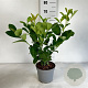 Prunus I. 'Rotundifolia' 40-50 cm 35L