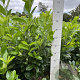 Prunus I. 'Rotundifolia' 80-100 cm met kluit
