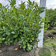 Prunus I. 'Rotundifolia' 80-100 cm met kluit