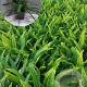 Blechnum spicant GM 2,0L